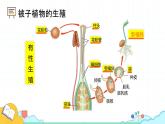 4.1.2 人的生殖（37张）-人教版生物七年级下册课件