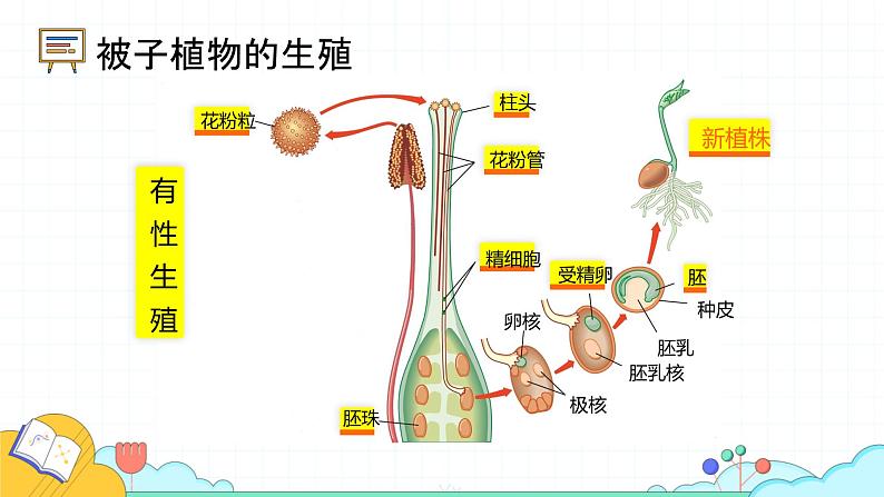 4.1.2 人的生殖（37张）-人教版生物七年级下册课件05