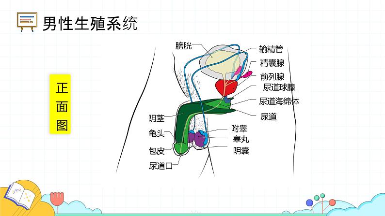 4.1.2 人的生殖（37张）-人教版生物七年级下册课件07