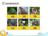 7.1.4 鸟的生殖和发育（26张）-人教版生物八年级下册课件