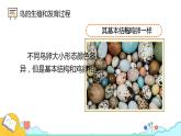 7.1.4 鸟的生殖和发育（26张）-人教版生物八年级下册课件
