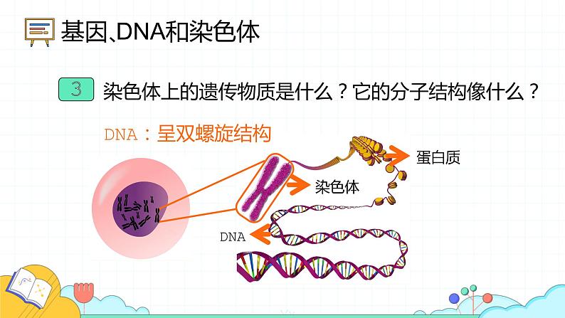 7.2.2 基因在亲子代间的传递（24张）-人教版生物八年级下册课件07