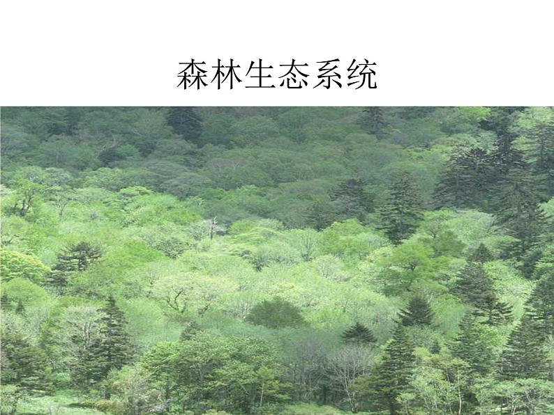 北师大版八下生物 21.2生物的进化 课件第3页