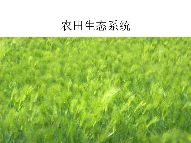 北师大版八下生物 21.2生物的进化 课件第7页