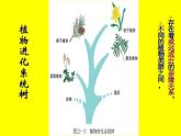 北师大版八下生物 22.3植物的主要类群 课件