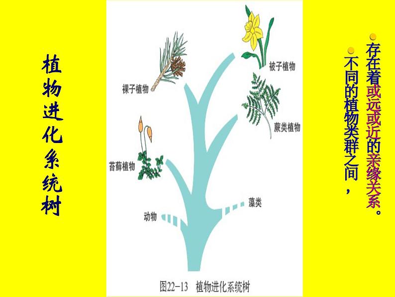 北师大版八下生物 22.3植物的主要类群 课件04