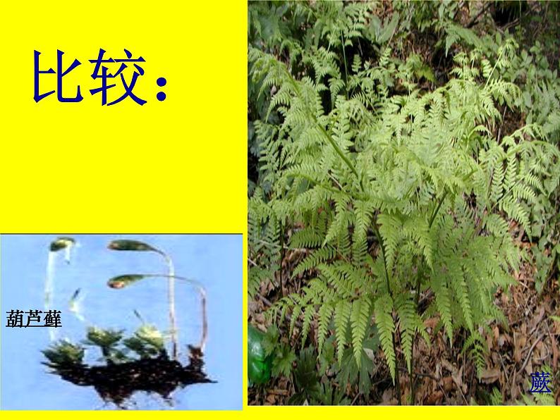 北师大版八下生物 22.3植物的主要类群 课件05