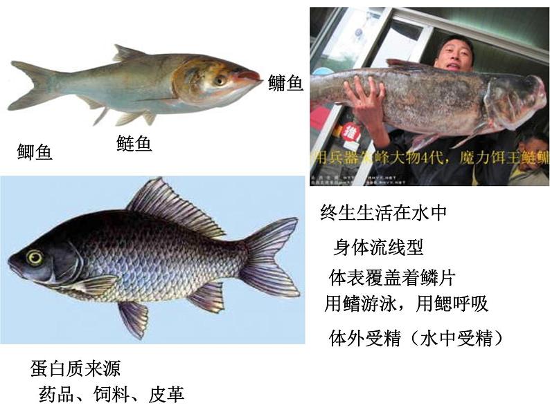 北师大版八下生物 22.4动物的主要类群 课件05