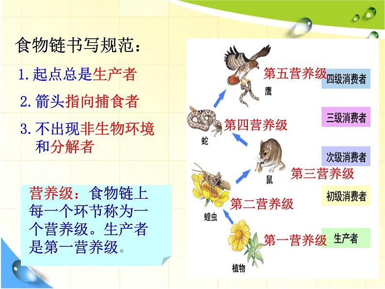 北师大版八下生物 23.3生态系统的结构和功能 课件第5页