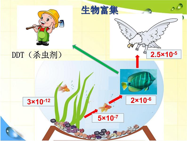 北师大版八下生物 23.3生态系统的结构和功能 课件第8页