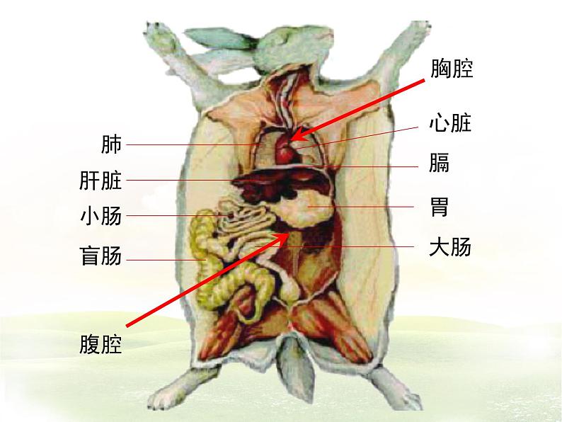 苏科版七下生物 11.2 地面上的动物 课件08