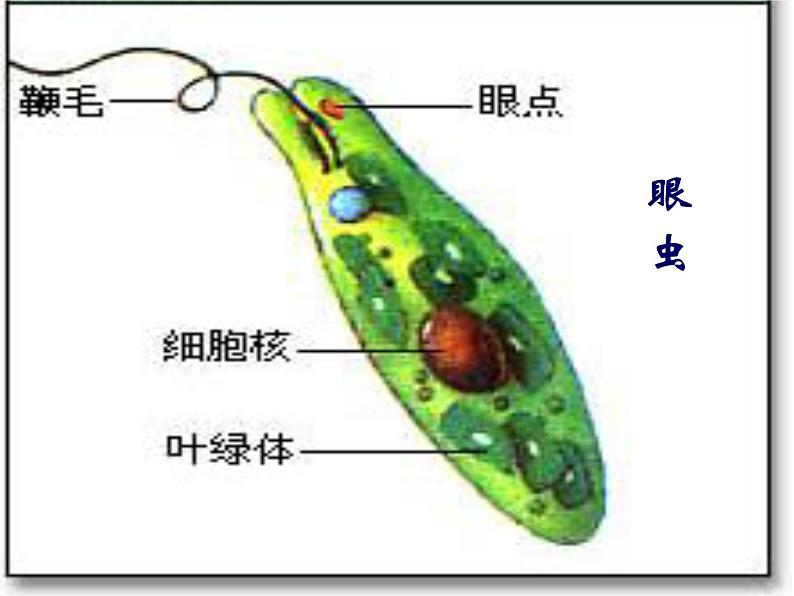 苏科版七下生物 9.3 单细胞的生物体 课件04