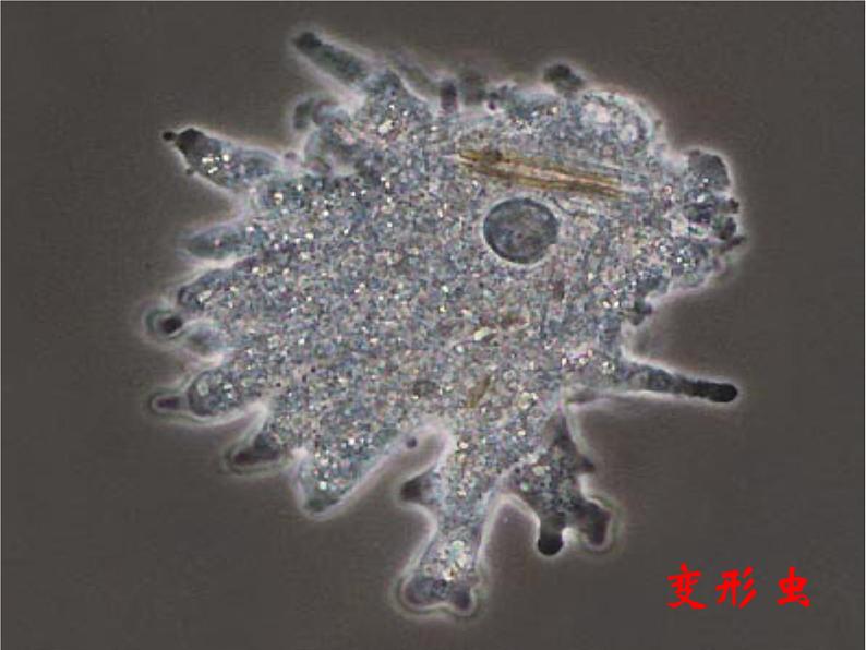 苏科版七下生物 9.3 单细胞的生物体 课件05