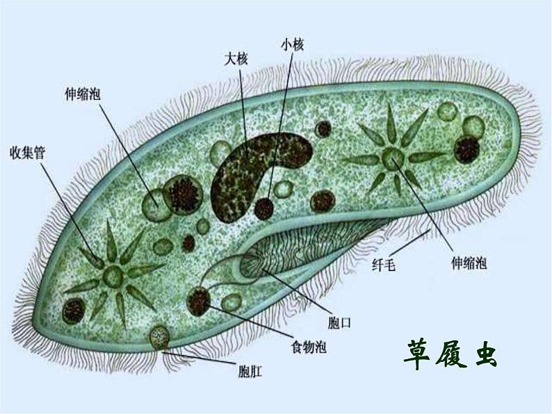 苏科版七下生物 9.3 单细胞的生物体 课件07