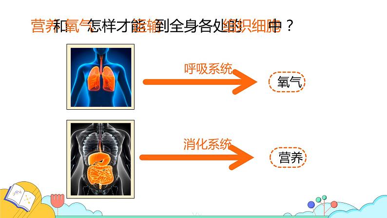 4.4.1 流动的组织——血液（28张）-人教版生物七年级下册课件第3页