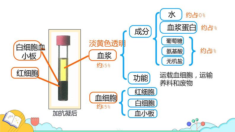 4.4.1 流动的组织——血液（28张）-人教版生物七年级下册课件第7页