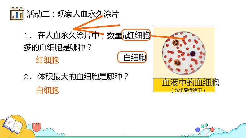 4.4.1 流动的组织——血液（28张）-人教版生物七年级下册课件第8页