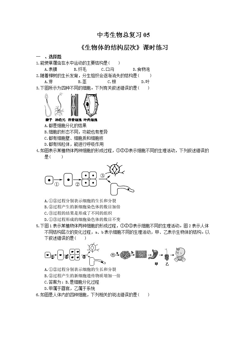 中考生物总复习05《生物体的结构层次》课时练习（含答案）第1页