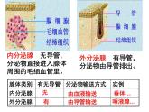 鲁科版（五四学制）生物七年级下册 4.1.4 激素调节 课件