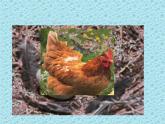 鲁科版（五四学制）生物八年级下册 8.1.3 鸟的生殖和发育 课件