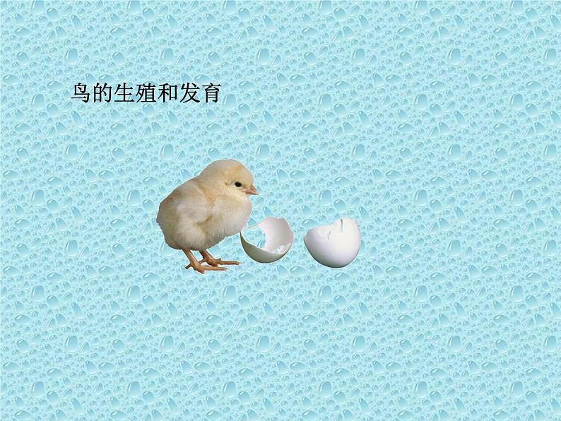 鲁科版（五四学制）生物八年级下册 8.1.3 鸟的生殖和发育 课件第7页