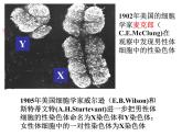 鲁科版（五四学制）生物八年级下册 8.2.4人的性别遗传 课件