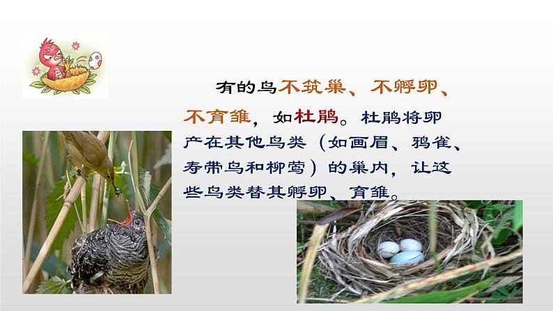 鲁科版（五四学制）生物八年级下册 8.1.3 鸟的生殖和发育 课件第4页