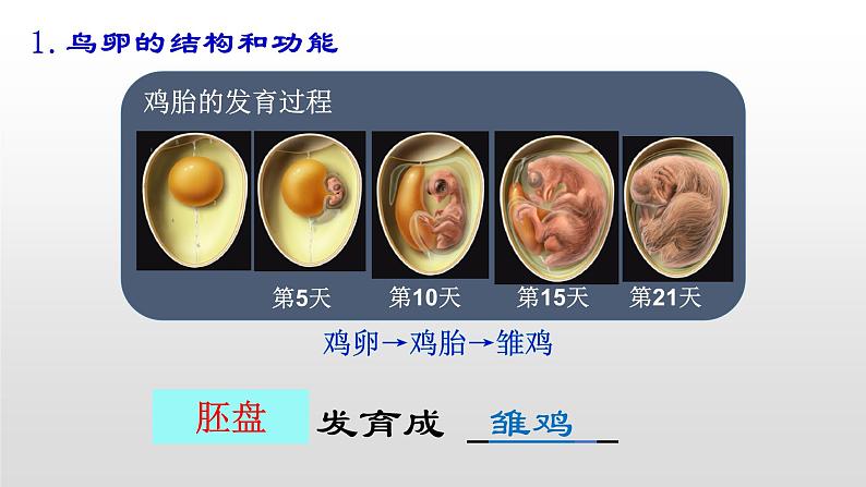 鲁科版（五四学制）生物八年级下册 8.1.3 鸟的生殖和发育 课件第8页