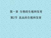 鲁科版（五四学制）生物八年级下册 8.1.2 昆虫的生殖和发育 课件