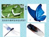 鲁科版（五四学制）生物八年级下册 8.1.2 昆虫的生殖和发育 课件