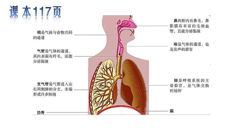 初中生物苏科版七年级上册 人体的呼吸部优课件03