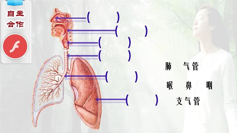 初中生物苏科版七年级上册 人体的呼吸部优课件04