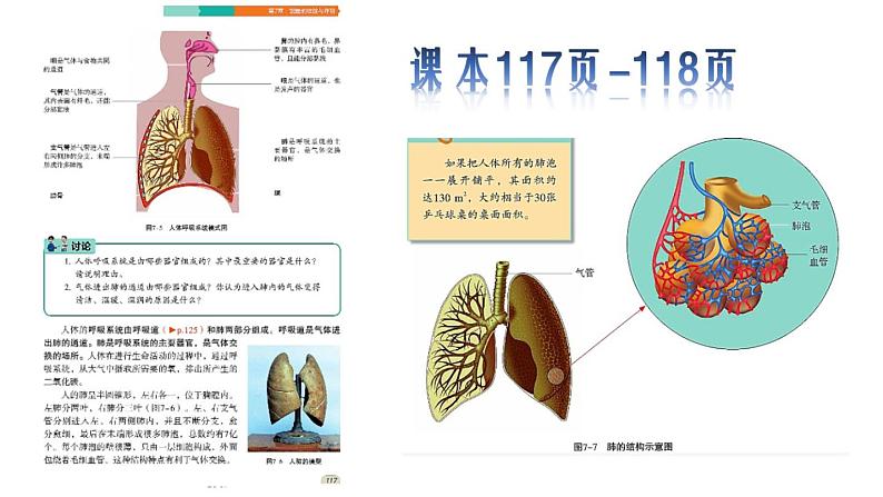 初中生物苏科版七年级上册 人体的呼吸部优课件06