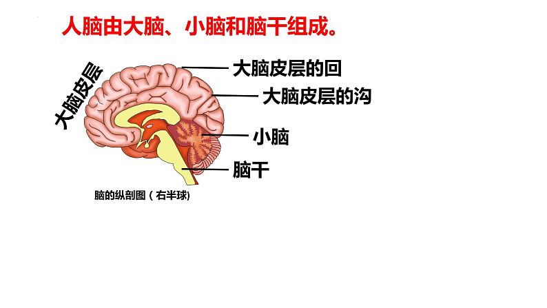 2-4-3信息的处理（二、条件反射）-【备课优选】2021-2022学年七年级生物下学期同步精品课件（冀少版）04