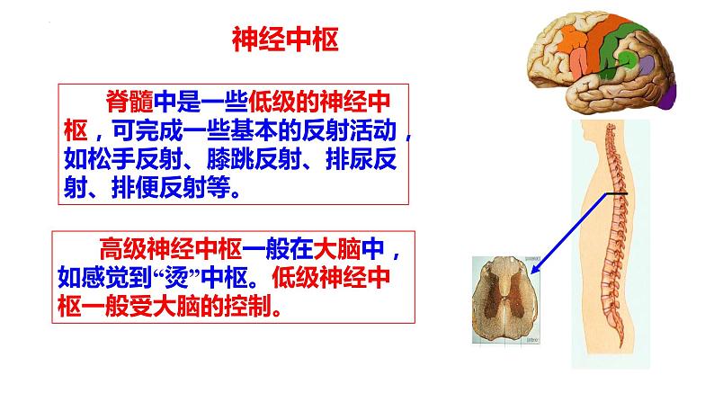 2-4-3信息的处理（二、条件反射）-【备课优选】2021-2022学年七年级生物下学期同步精品课件（冀少版）07