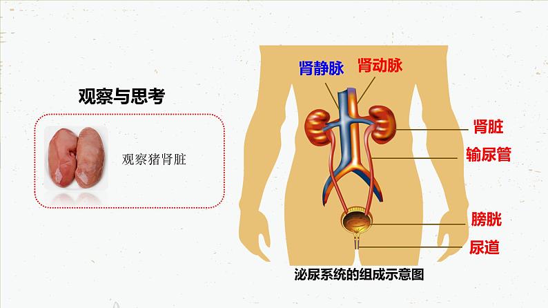 4-5人体内代谢废物的排出-2021-2022学年七年级生物下学期同步精品课件（人教版）06