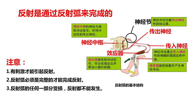 2-4-3信息的处理（一、神经调节的基本方式——反射）-【备课优选】2021-2022学年七年级生物下学期同步精品课件（冀少版）08