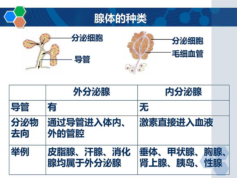 5-1激素与生长发育-【精准备课】2021-2022学年七年级生物下册同步教学优质课件（冀少版）04