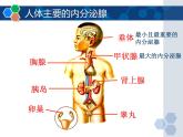 5-1激素与生长发育-【精准备课】2021-2022学年七年级生物下册同步教学优质课件（冀少版）