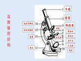 人教版七年级生物上册 2.1.1 练习使用显微镜 课件