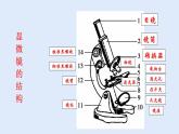 人教版七年级生物上册 2.1.1 练习使用显微镜 课件