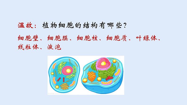 人教版七年级生物上册 2.1.3 动物细胞 课件03