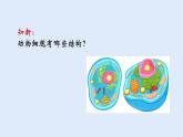 人教版七年级生物上册 2.1.3 动物细胞 课件