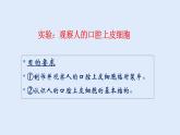 人教版七年级生物上册 2.1.3 动物细胞 课件