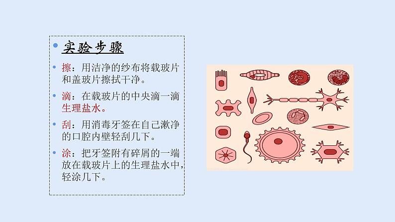 人教版七年级生物上册 2.1.3 动物细胞 课件07