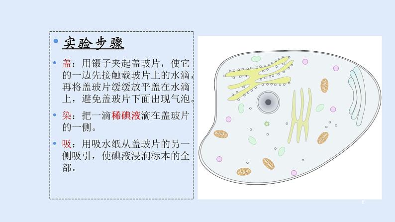 人教版七年级生物上册 2.1.3 动物细胞 课件08