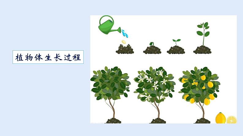 人教版七年级生物上册 2.2.1 细胞通过分裂产生新细胞 课件第4页