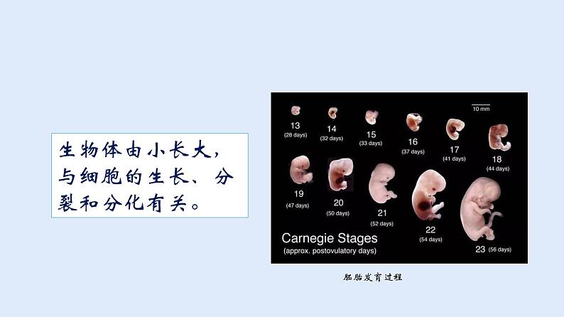 人教版七年级生物上册 2.2.1 细胞通过分裂产生新细胞 课件第6页