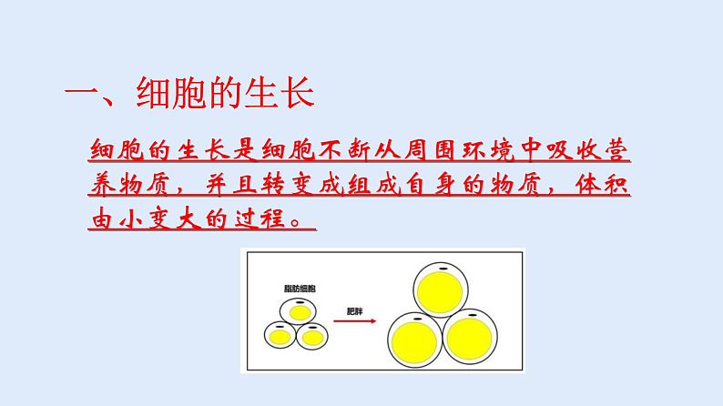 人教版七年级生物上册 2.2.1 细胞通过分裂产生新细胞 课件第7页