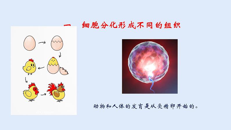 人教版七年级生物上册 2.2.2 动物体的结构层次 课件第3页